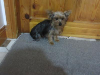 Yorkshire Terrier puppies in Carlow